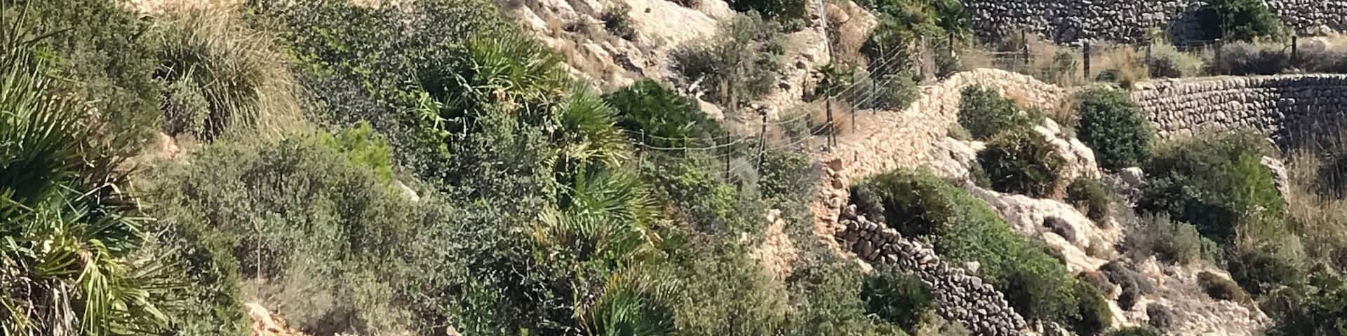 The GR 221 is a hiking trail through the Serra de Tramuntana on Mallorca, Spain. I can not recommend enough hiking through this beautiful landscape from one beautiful village to another. The whole tour takes about 9-11 days from Port d‘Andratx to Pollença. This photo is taken on the second day between Sant Elm and Ses Fontanelles.
#Spain #Mallorca #SantElm #Nature #Hiking #Outdoor