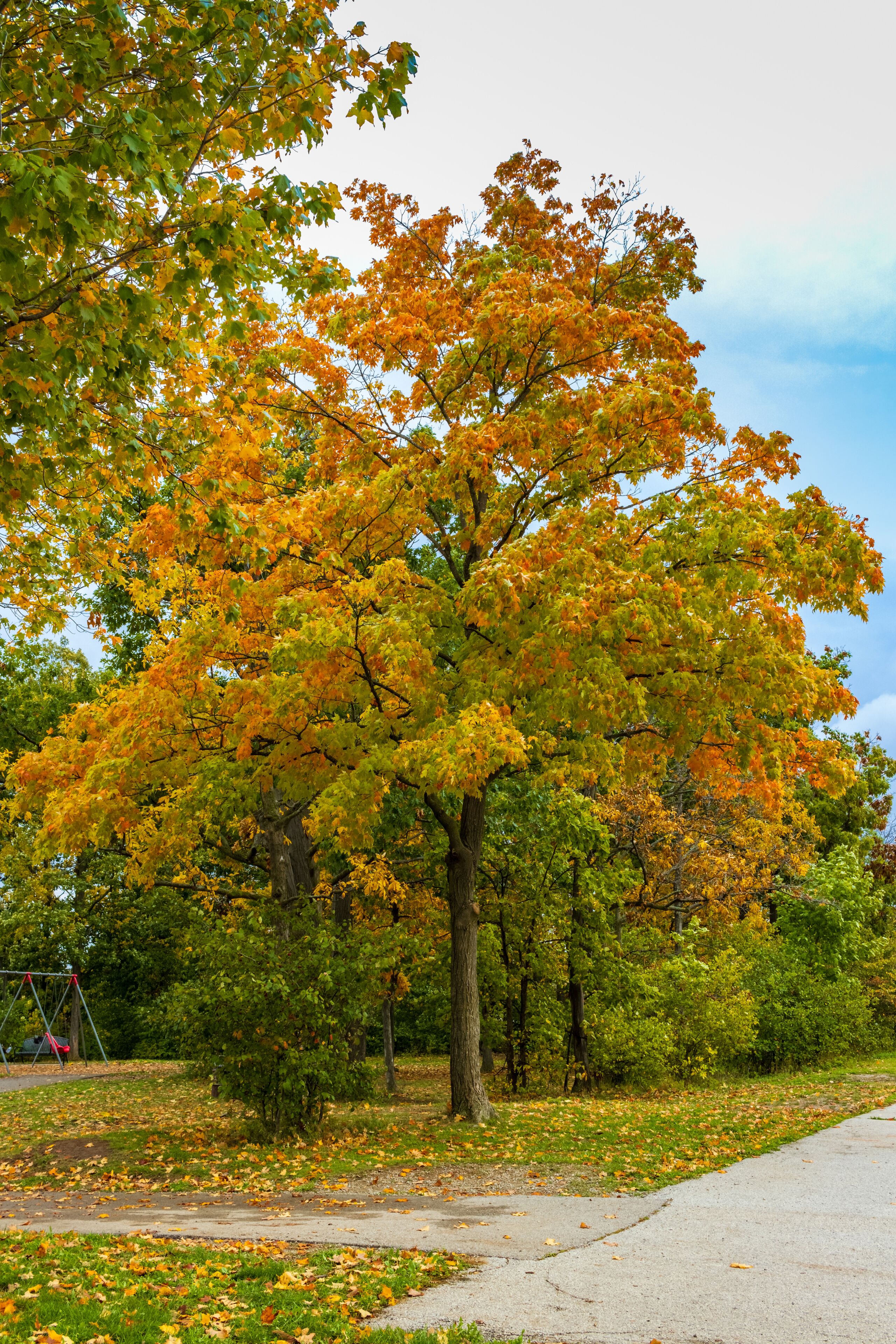 Burlington parks during autumn, Ontario, Canada