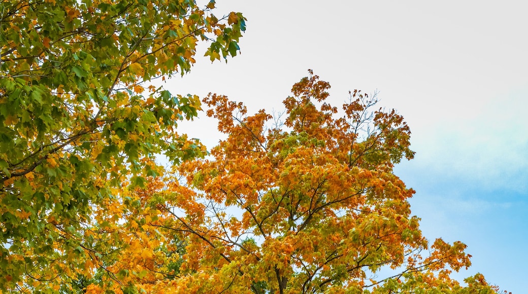 Burlington parks during autumn, Ontario, Canada