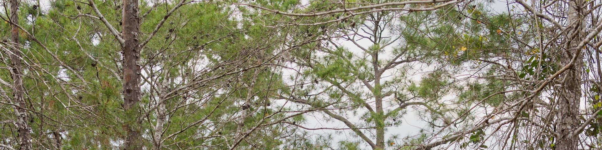 Wooden path, Forest, Vegetation, path of trees, Path, Trail to the lake, Kiplinger Nature Preserve, Stuart, Florida, Path of stairs, stairs in the forest, hiking in florida
