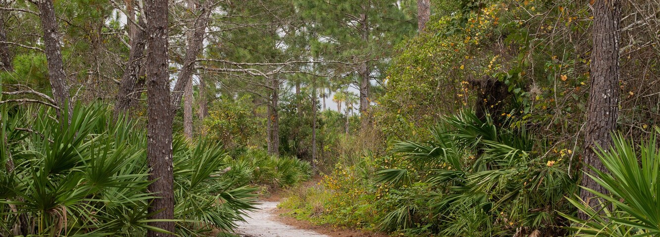 Wooden path, Forest, Vegetation, path of trees, Path, Trail to the lake, Kiplinger Nature Preserve, Stuart, Florida, Path of stairs, stairs in the forest, hiking in florida