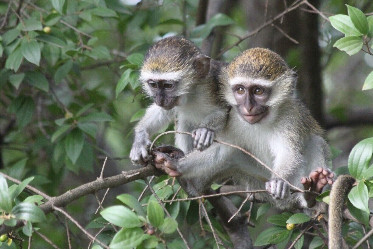 Murchison River Lodge

You can sleep in tents directly at the Nile. At night there are hippos wandering around and during the day you can see those cute monkeys. 