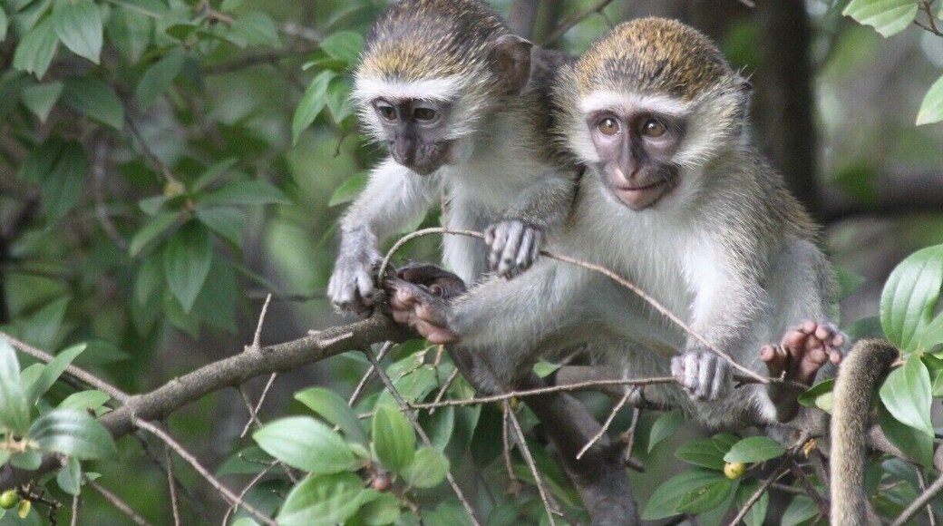 Murchison River Lodge
You can sleep in tents directly at the Nile. At night there are hippos wandering around and during the day you can see those cute monkeys.