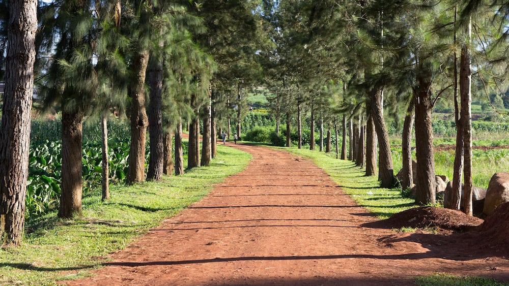 Lugazi, Uganda. 1 May 2017. The alley through a park leading to the Catholic Cathedral of the Queen of Peace.