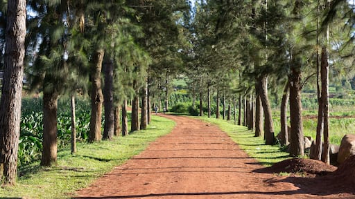 Lugazi, Uganda. 1 May 2017. The alley through a park leading to the Catholic Cathedral of the Queen of Peace.