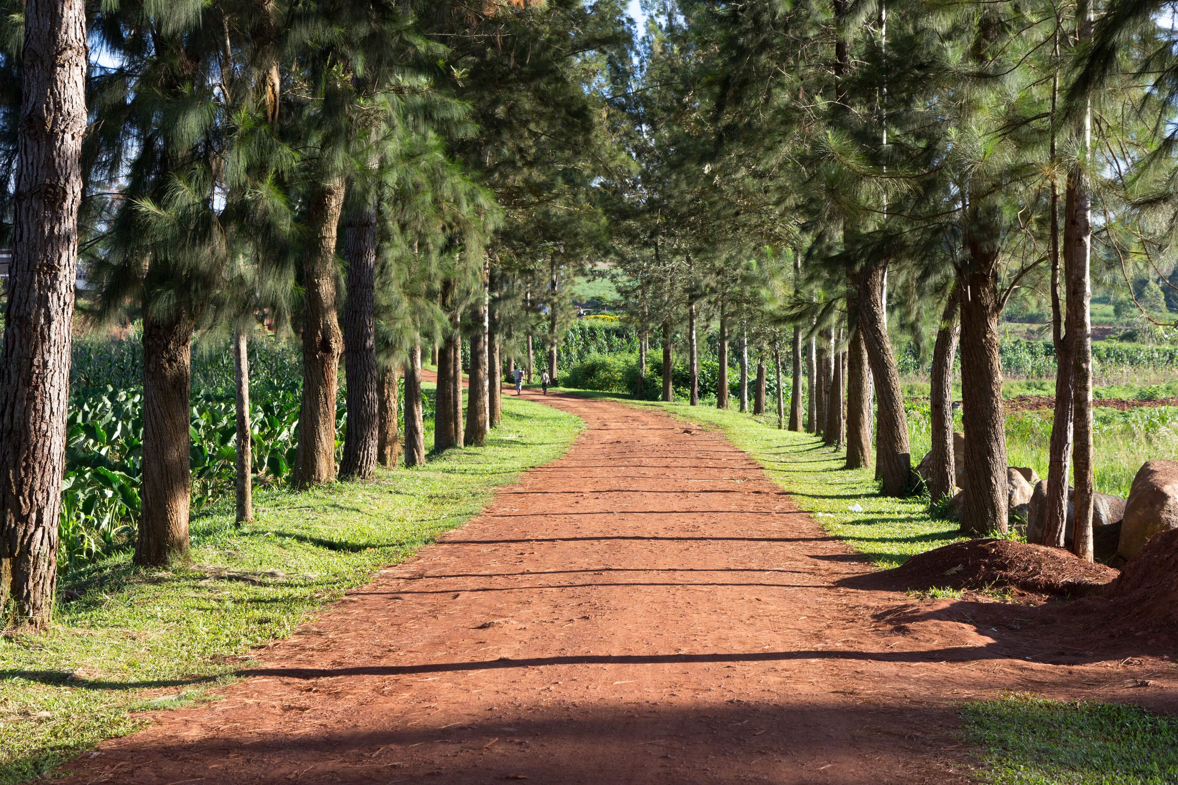 A dirt path flanked by tall trees, leading into a green landscape.