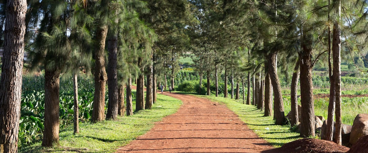 A dirt path flanked by tall trees, leading into a green landscape.