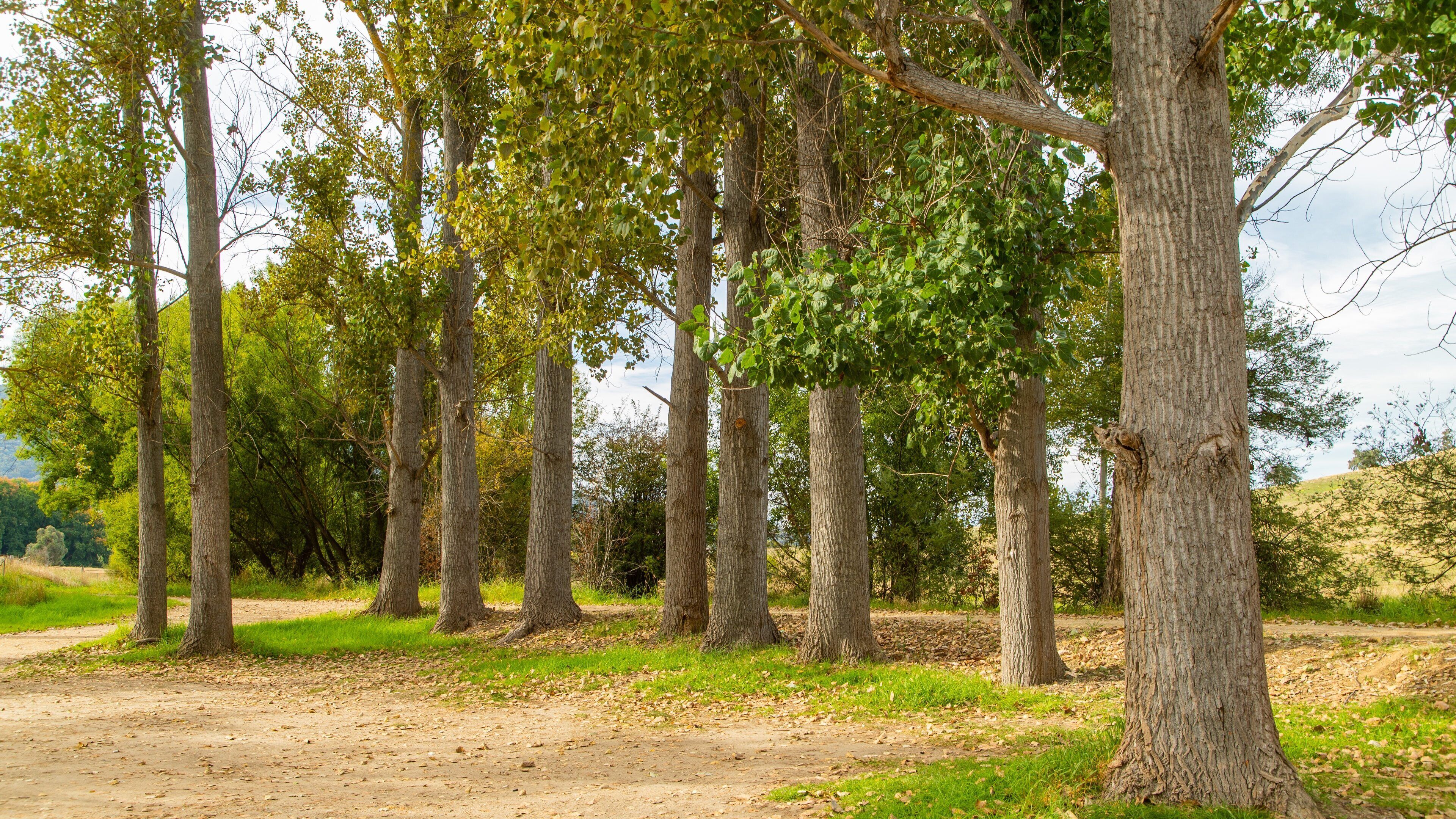 Uma trilha de terra cercada por árvores altas com folhagem verde.