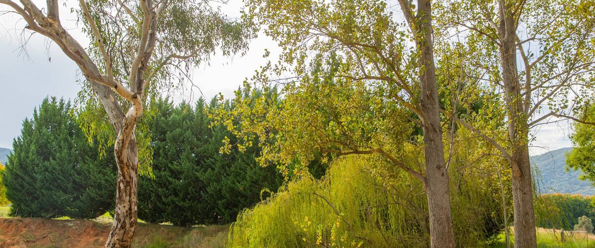 Allans Flat Bushland Reserve showing a garden and a pond