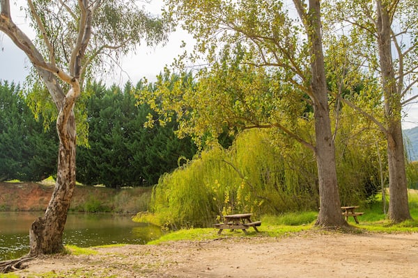 Ein ruhiger Picknickplatz am Seeufer mit Bäumen, einer Bank und einem Picknicktisch.