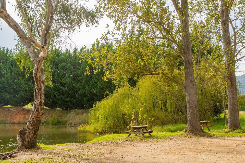 Un coin pique-nique paisible au bord du lac, agrémenté d’arbres, d’un banc et d’une table à pique-nique.