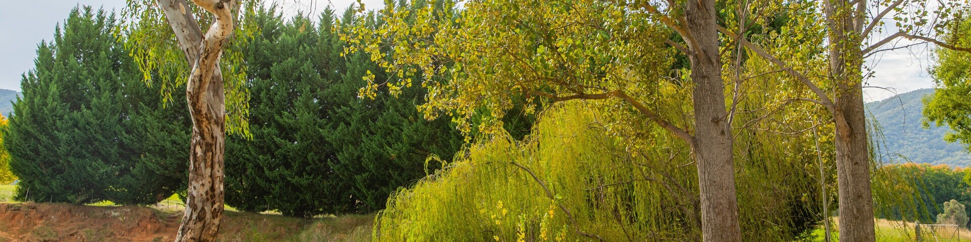Allans Flat Bushland Reserve showing a garden and a pond