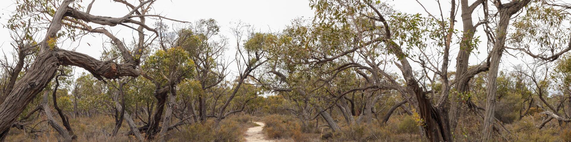 panorama of an unsealed sandy hiking trail leading off through a desert national park in rural Victoria, Australia, leading thru native trees and plants. Little desert national park