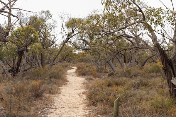 Un sentier de terre serpente à travers un paysage aride et couvert de broussailles, où les arbres sont rares et où l’on trouve des arbustes aux fleurs jaunes.