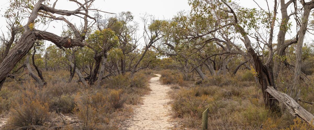 A dirt path through a dry, bushy landscape with sparse trees and yellow flowering shrubs.