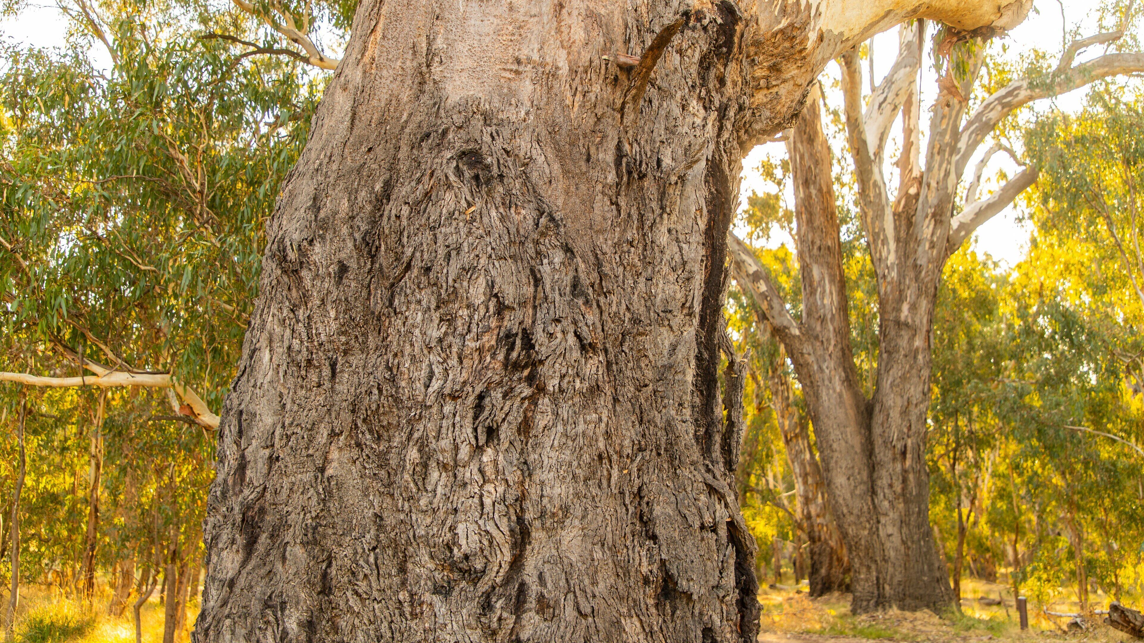 Moodemere Nature Conservation Reserve showing tranquil scenes