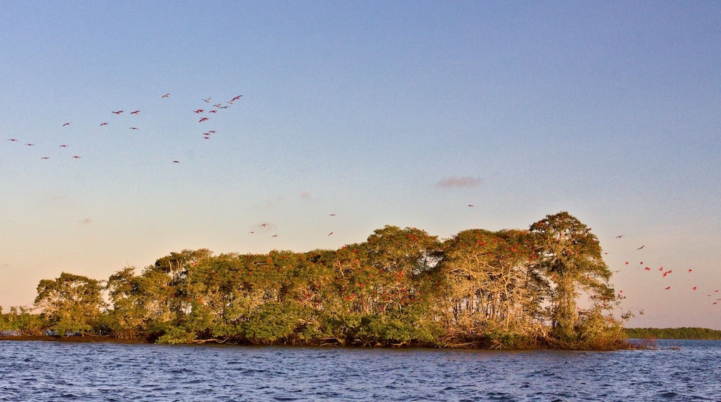 Guara birds returning home to their island, Parnaiba, route of emotions, Brazil