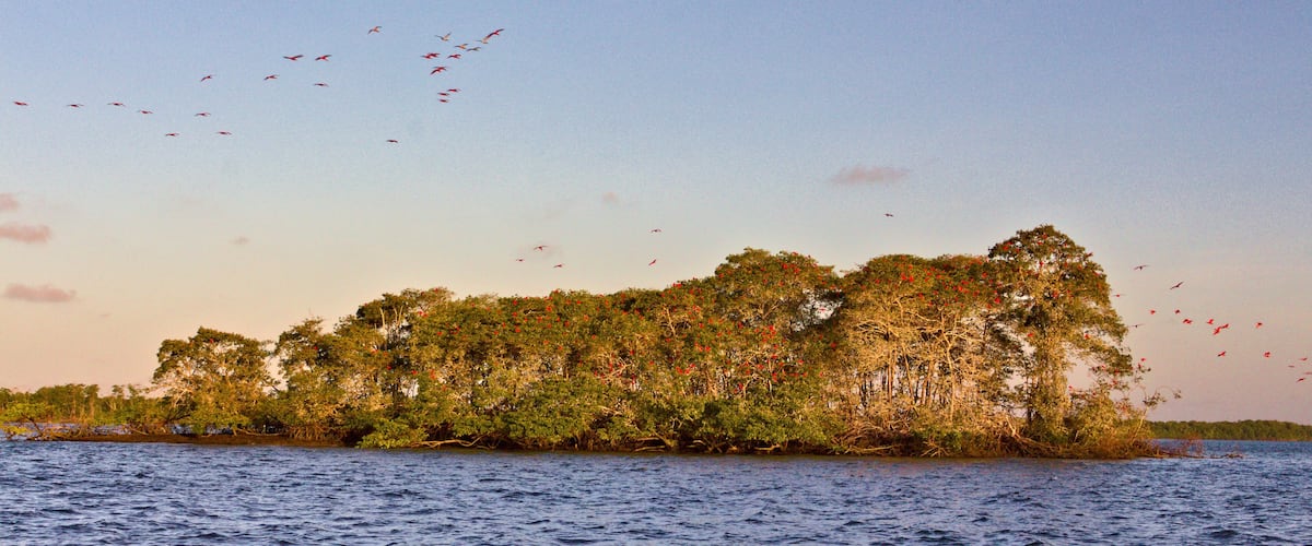 A forested island with a body of water in the foreground.