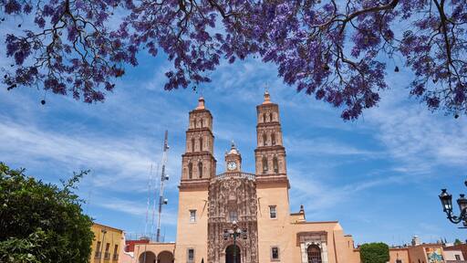 Parroquia Cathedral Dolores Hidalgo Mexico, Cradle of National Independence of Mexico with Jacaranda tree in Guanajuato.