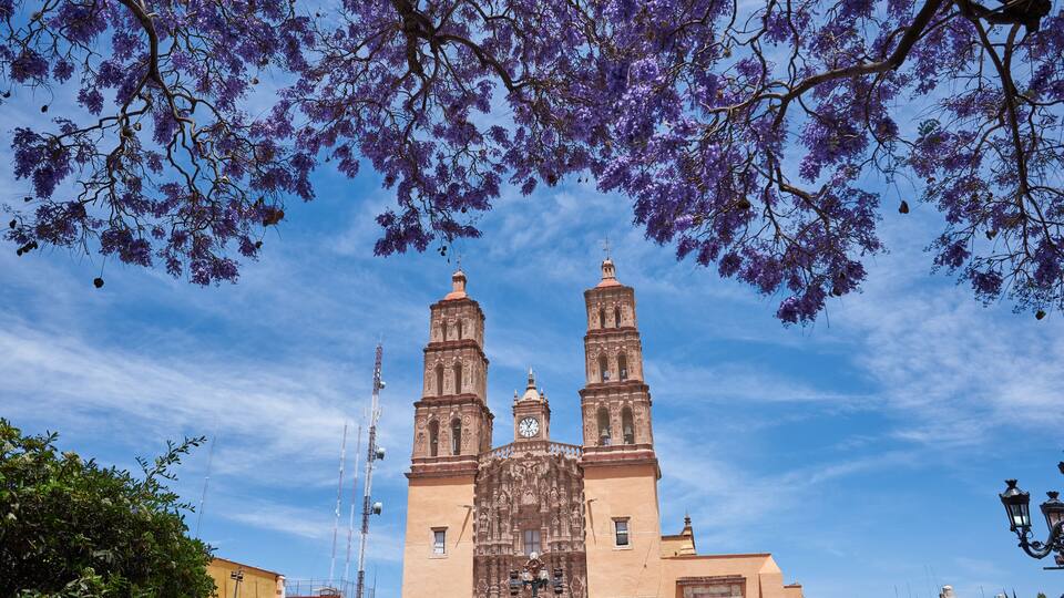 Parroquia Cathedral Dolores Hidalgo Mexico, Cradle of National Independence of Mexico with Jacaranda tree in Guanajuato.
