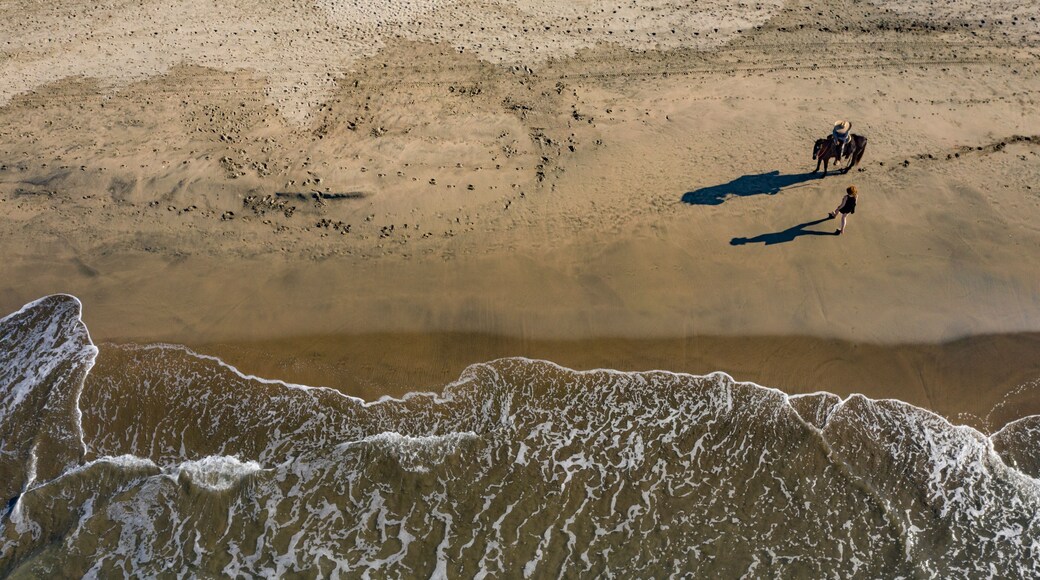 Aerial view of tranquil Playa Troncones beach with a horse casting a shadow on the sandy shoreline, Guerrero, Mexico.