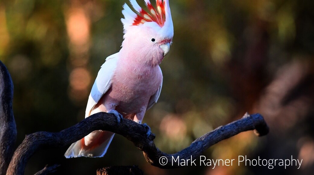 The Major Mitchell’s Cockatoo is one of my favorite birds of the Australian outback and not seen all that often. They sure did put on a show for at Gluepot Reserve in South Australia yesterday 😁😁😁 #cockatoo # bird