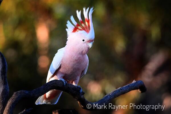 The Major Mitchell’s Cockatoo is one of my favorite birds of the Australian outback and not seen all that often. They sure did put on a show for at Gluepot Reserve in South Australia yesterday 😁😁😁 #cockatoo # bird