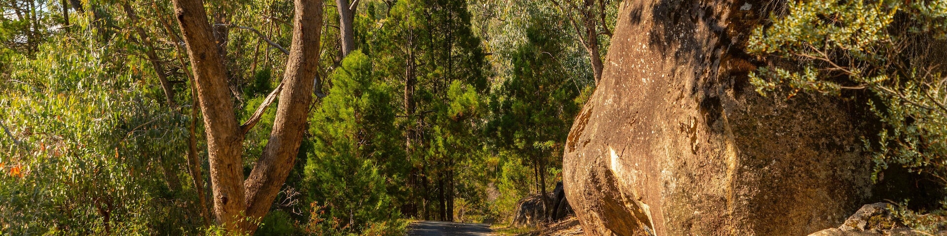 Beechworth Historic Park featuring forests and tranquil scenes