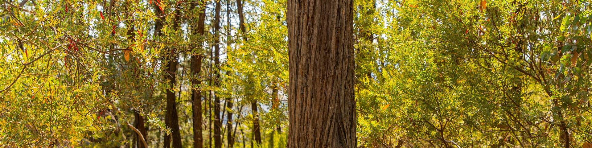 Beechworth Historic Park featuring signage and forests