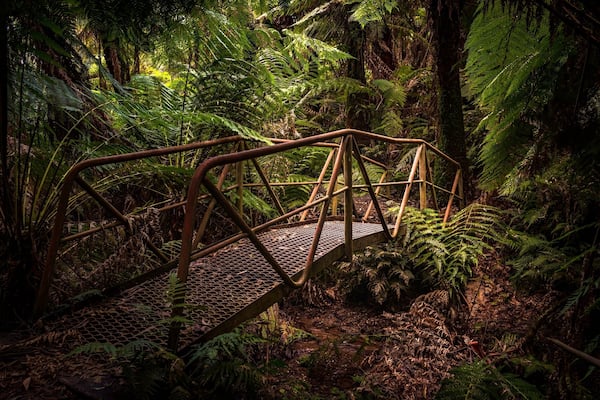A metal bridge in a dense forest with ferns and trees.