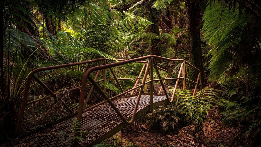 Walking in a cool temperate rainforest down to the ferny glade on the Little Tarago River. Hearken to the gurgles of an underground river and beautiful lyrebirds amidst the tall Mountain Ashes, mossy granite boulders, and lush green fernery đđŽđ
#gippsland #glennayookrainforestwalk #victoria #australia #nature #rainforest