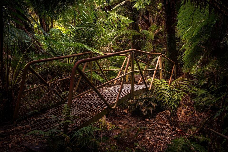 Een metalen brug in een dicht bos met varens en bomen.
