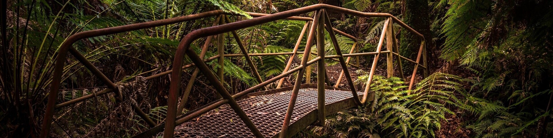 Walking in a cool temperate rainforest down to the ferny glade on the Little Tarago River. Hearken to the gurgles of an underground river and beautiful lyrebirds amidst the tall Mountain Ashes, mossy granite boulders, and lush green fernery 🍃🌴😊
#gippsland #glennayookrainforestwalk #victoria #australia #nature #rainforest
