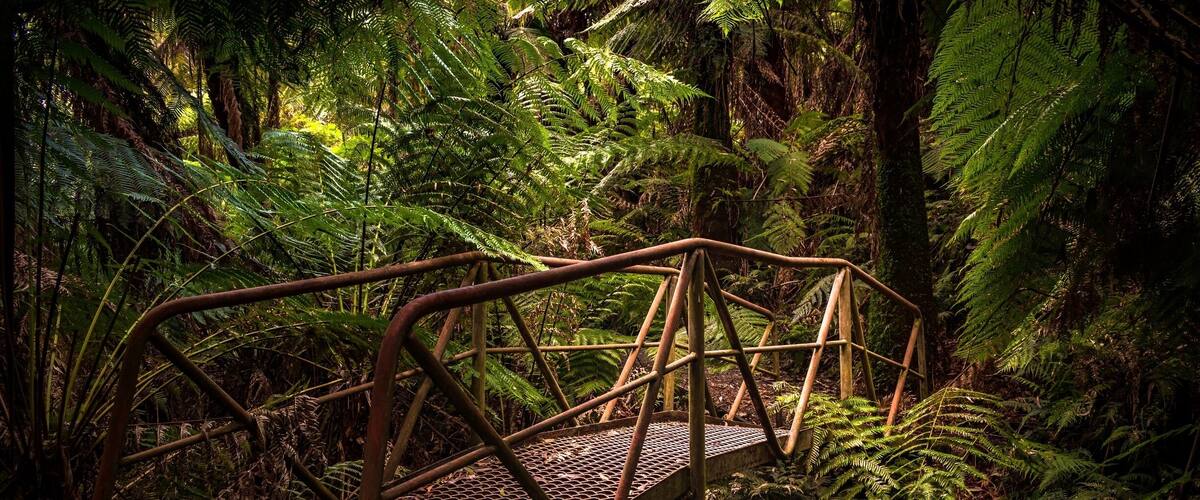 A metal bridge in a dense forest with ferns and trees.