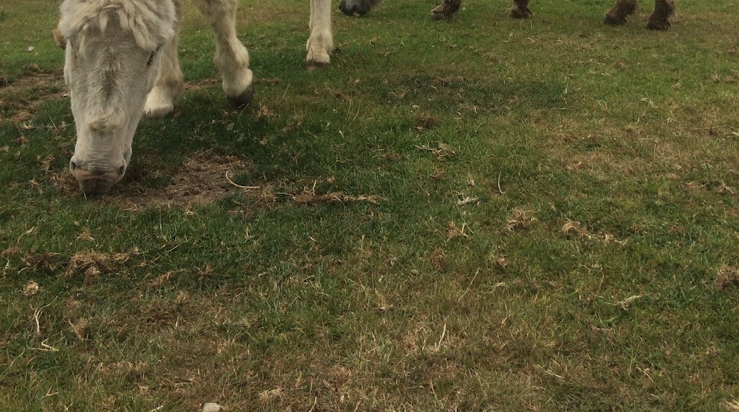 Visiting the donkey sanctuary in Ventnor, lots of chatter between the donkeys đâ€ïž