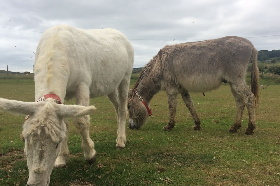 Dos vacas pastando en un campo con cielo nublado.