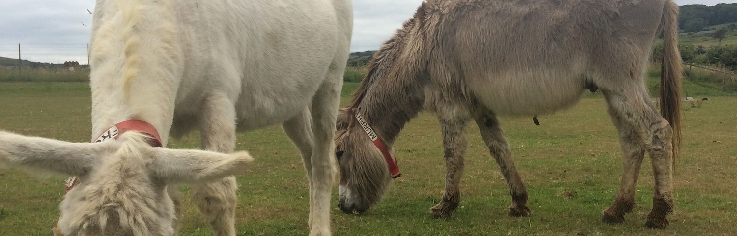 Visiting the donkey sanctuary in Ventnor, lots of chatter between the donkeys 😂❤️