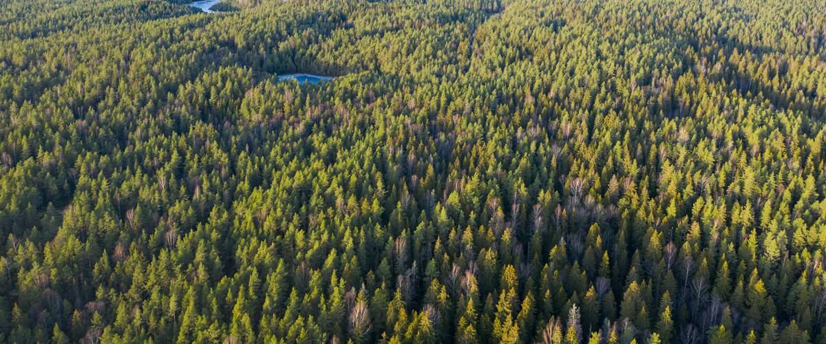 A dense forest with a river running through it.