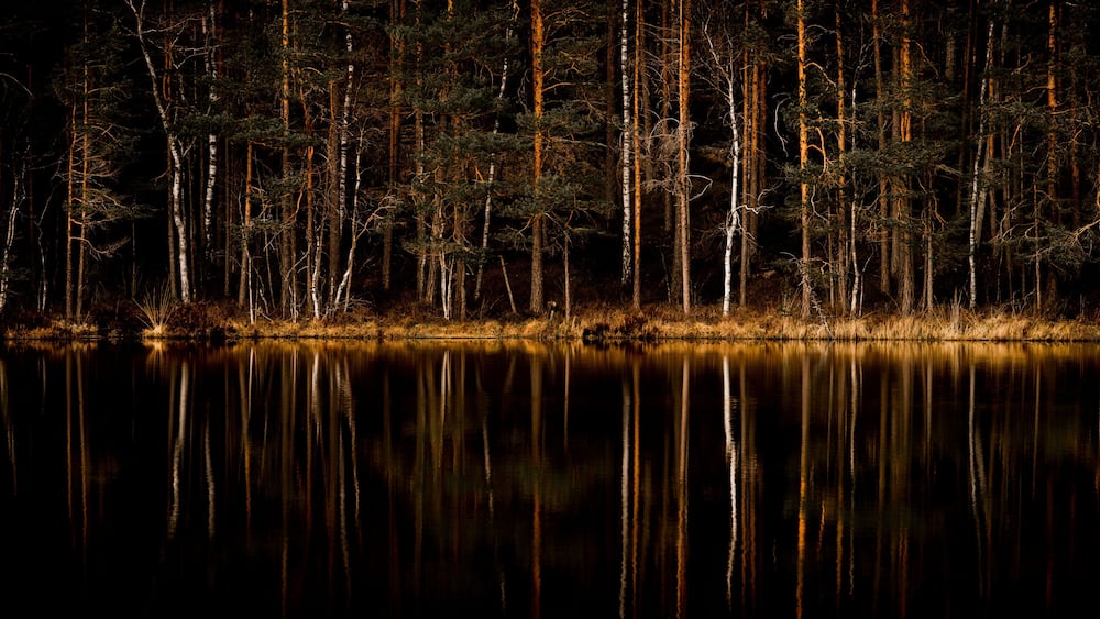 forest reflection in water