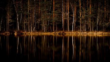 forest reflection in water
