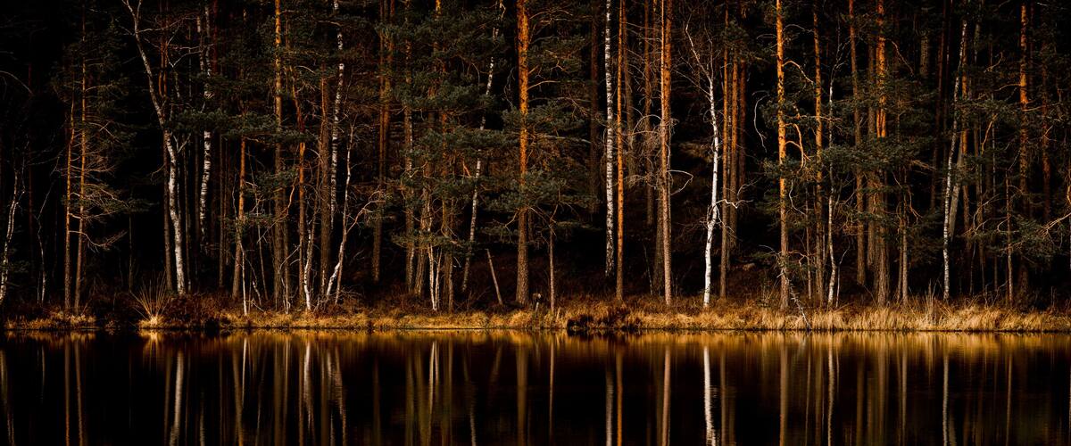A nighttime forest with tall trees and a calm lake reflecting the trees.