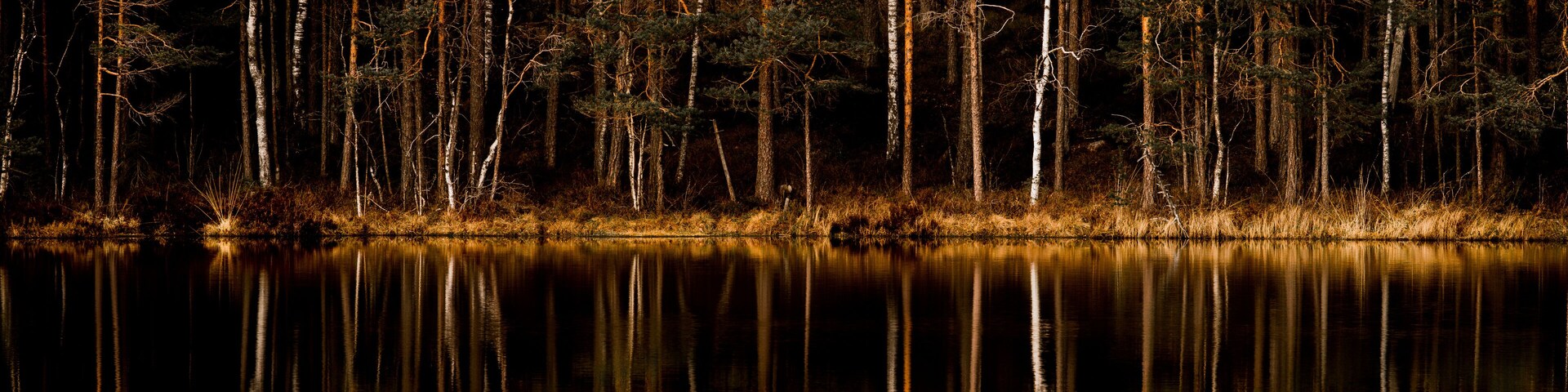 A nighttime forest with tall trees and a calm lake reflecting the trees.