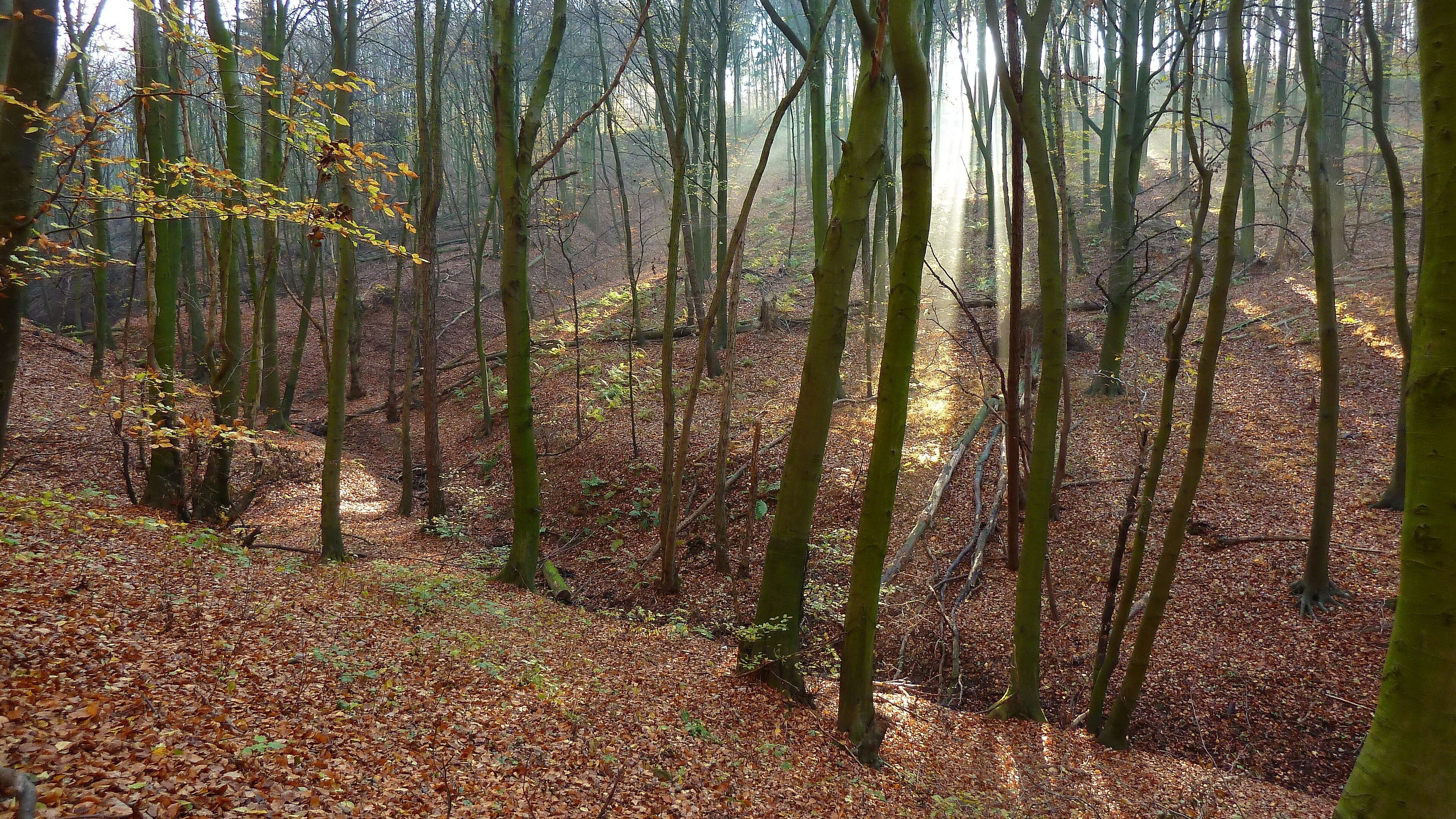 LSG Süd-Deister (SHG 17): Hier findet man hauptsächlich Buchenwald mit einzelnen alten Bäumen.