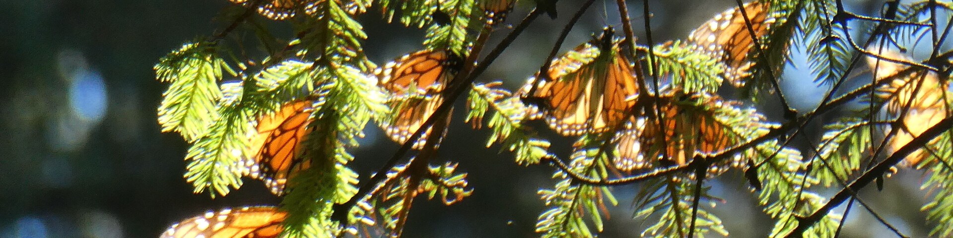 Visiting the Monarchs in Mexico is an amazing adventure. The sight of over 89 million butterflies will leave you speechless. It’s an easy 3 hour drive to walk through the forest.