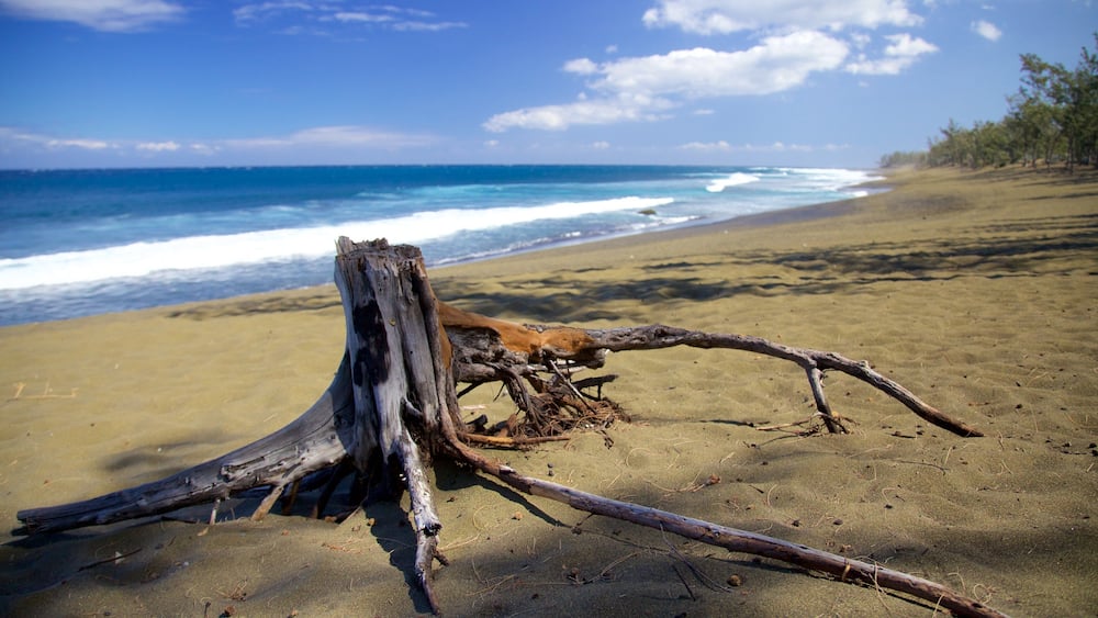 A beach with a fallen tree trunk and ocean waves.