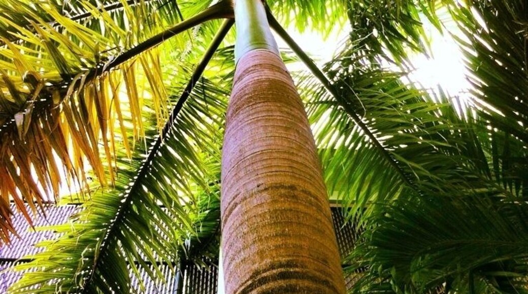 Palm Tree outside in the serenity garden.