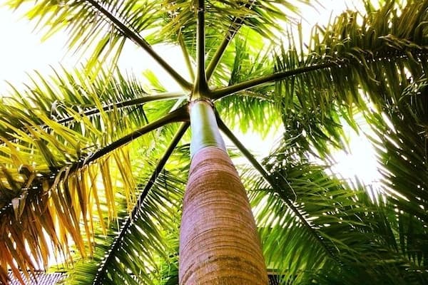 Palm Tree outside in the serenity garden.