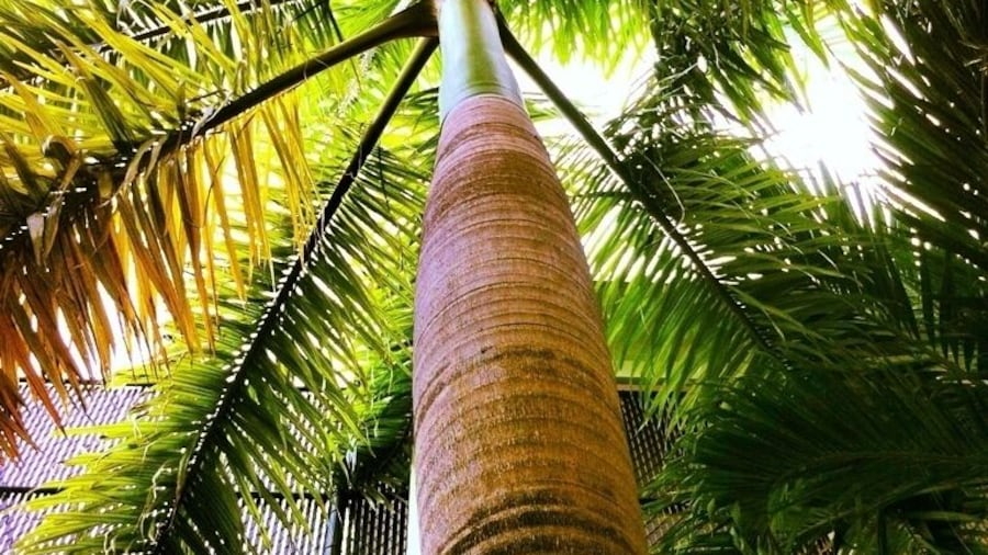 Palm Tree outside in the serenity garden.