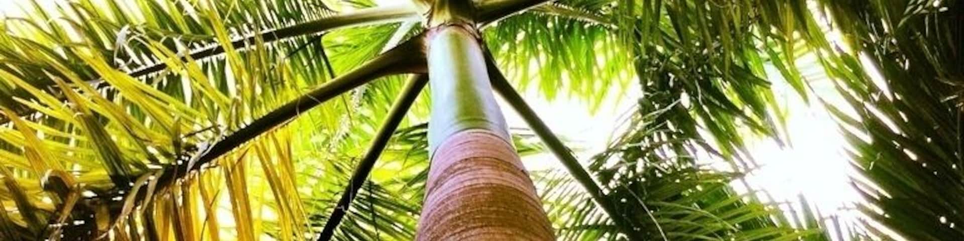 Palm Tree outside in the serenity garden.