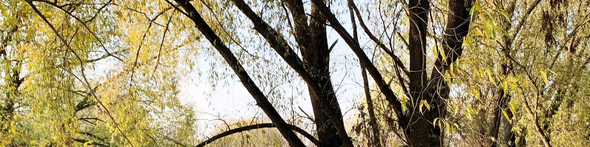 willows with yellow leaves on bank of canal near golf course on autumn day